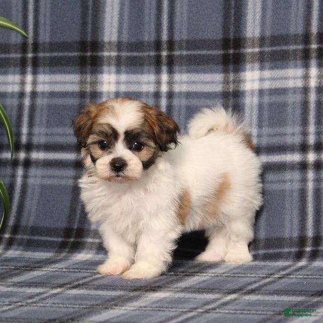 Teddy Bear dogs Yolonda - Ad 1