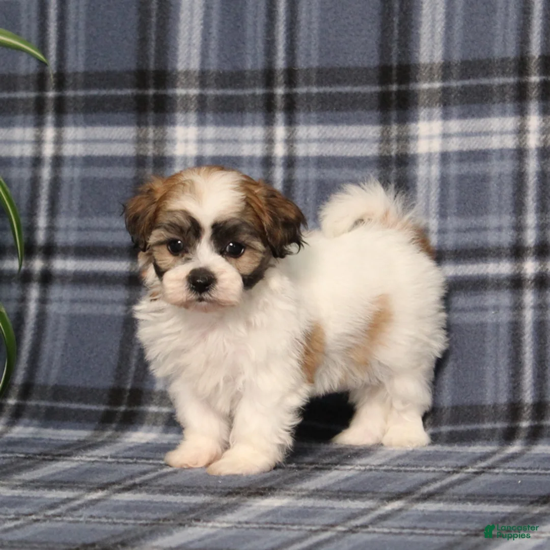 Teddy Bear dogs for sale: Yolonda - Ad 1