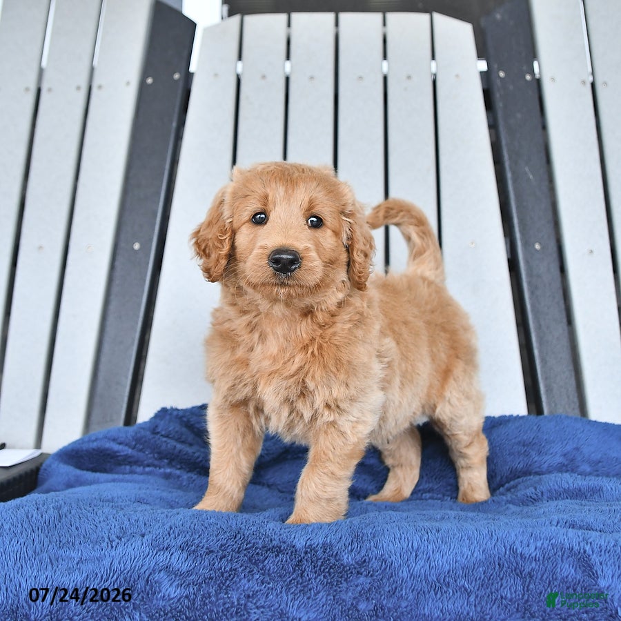 Mini Goldendoodle dogs Tanner - Ad 2