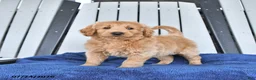 Mini Goldendoodle dogs for sale: Tanner - Ad 2