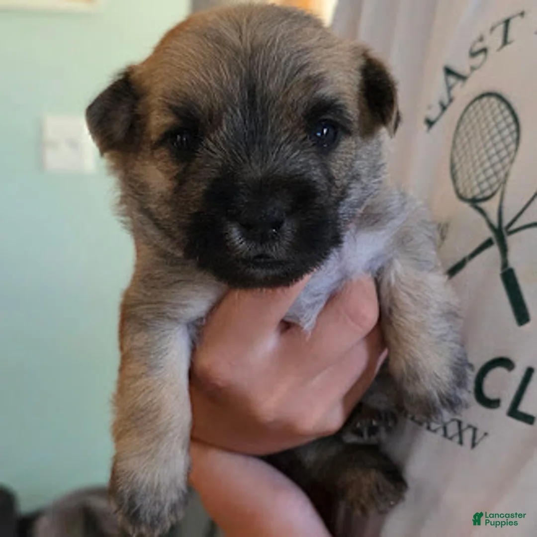 Cairn Terrier dogs for sale: Light Sky  - Ad 1