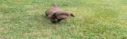 Labrador Retriever dogs for sale: Chocolate Male (Neon) - Ad 7