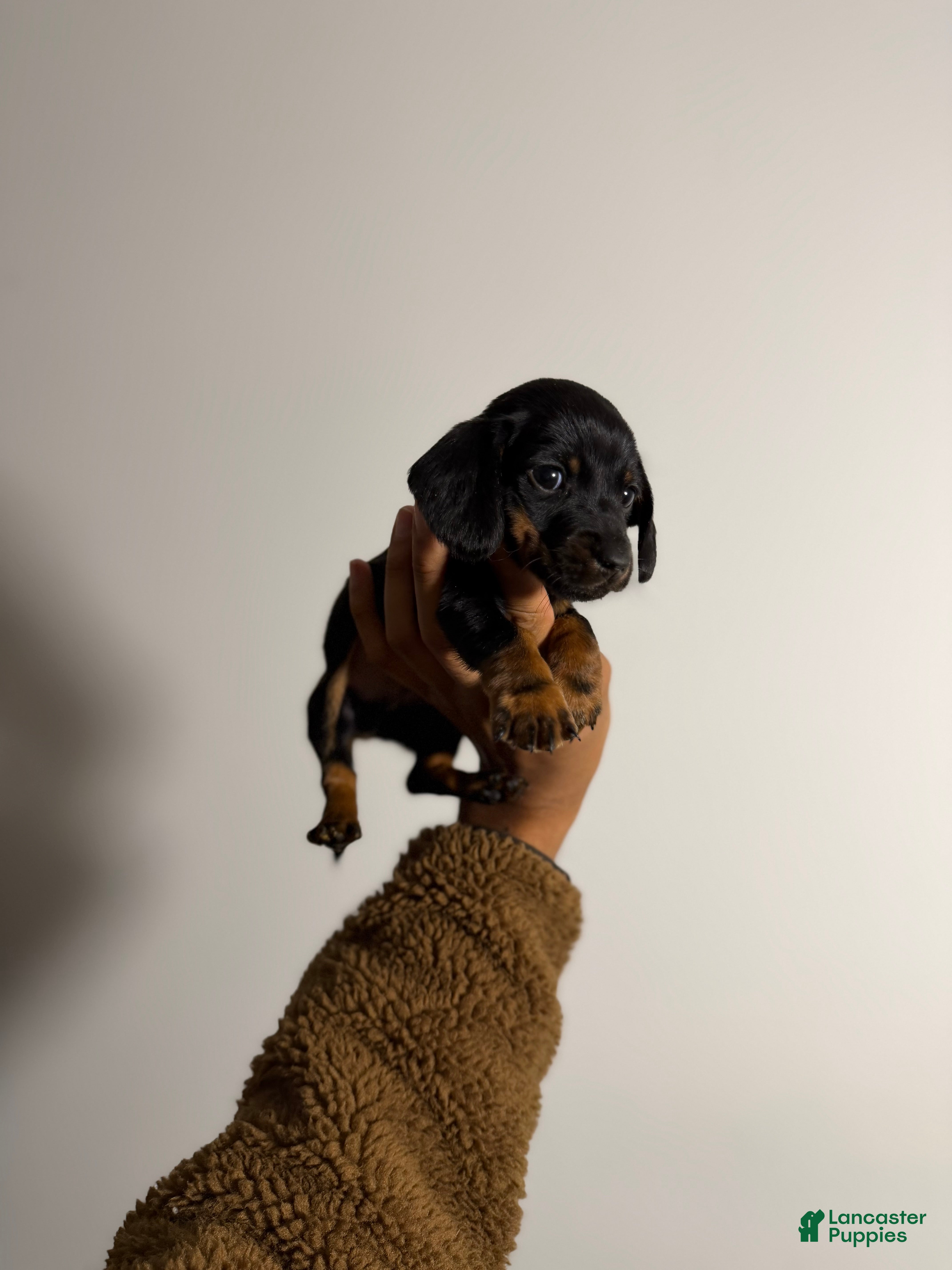 Miniature Dachshund dogs Riley - Ad 41