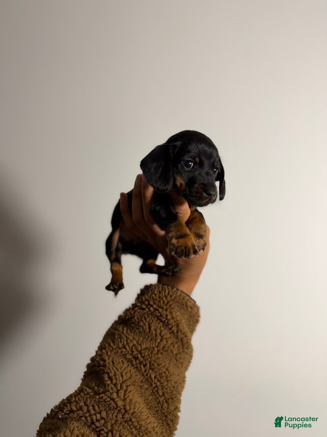 Miniature Dachshund dogs for sale: Riley - Ad 1