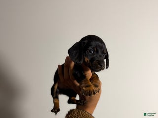Miniature Dachshund dogs Riley - Ad 25