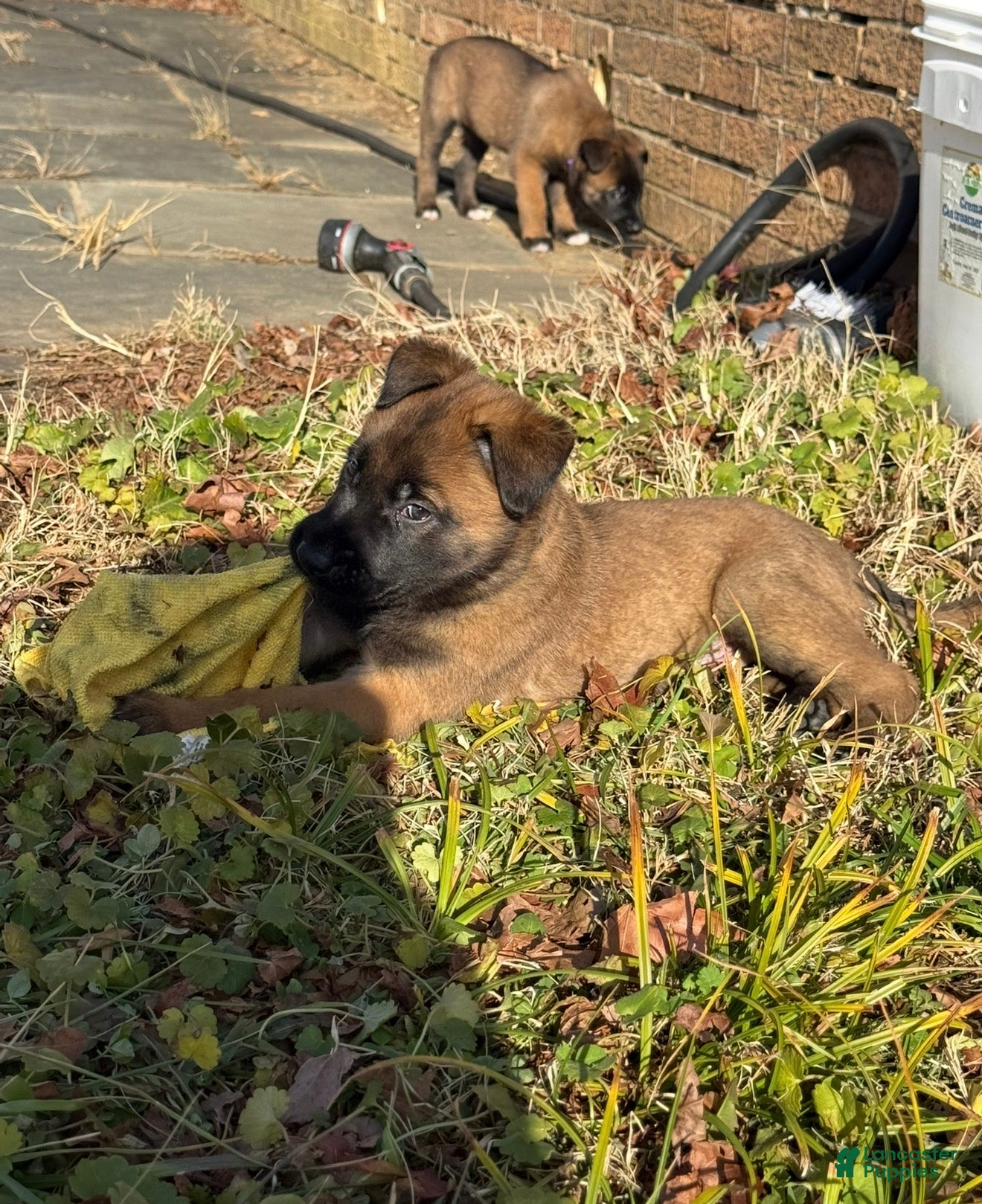 Belgian Malinois dogs Belgian Malinois Puppy 1 - Ad 2