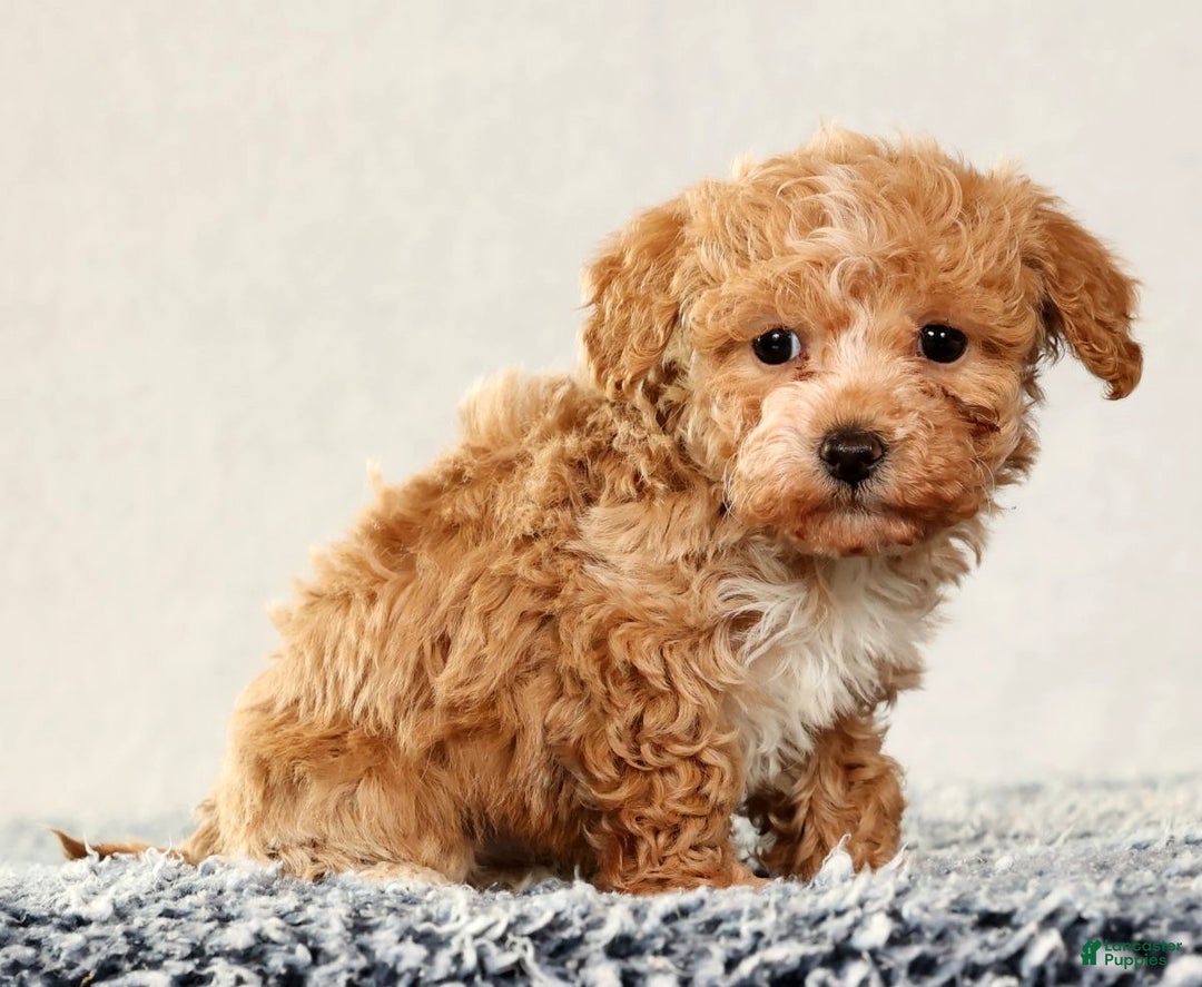 Havapoo dogs for sale: Talia - Ad 2