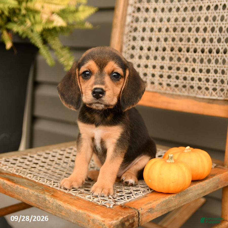 Beagle dogs Lacey - Ad 2
