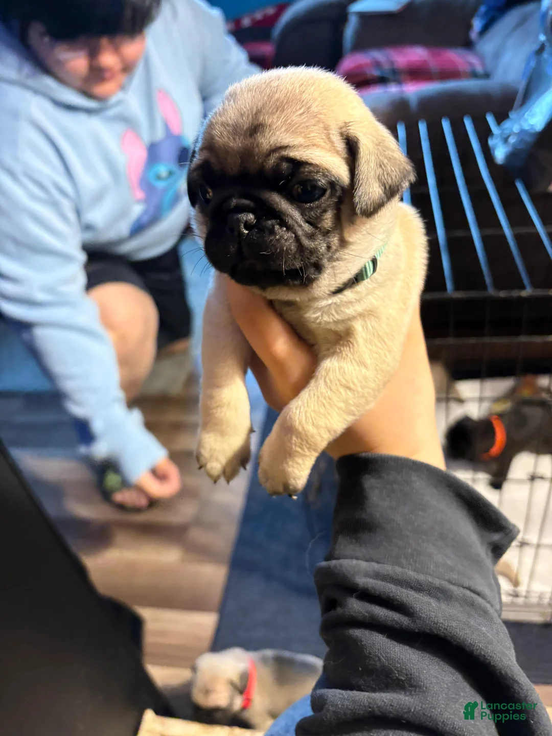 Pug dogs for sale: Pug Puppy 2 green - Ad 2