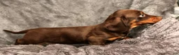 Miniature Dachshund dogs for sale: Jose - Ad 6