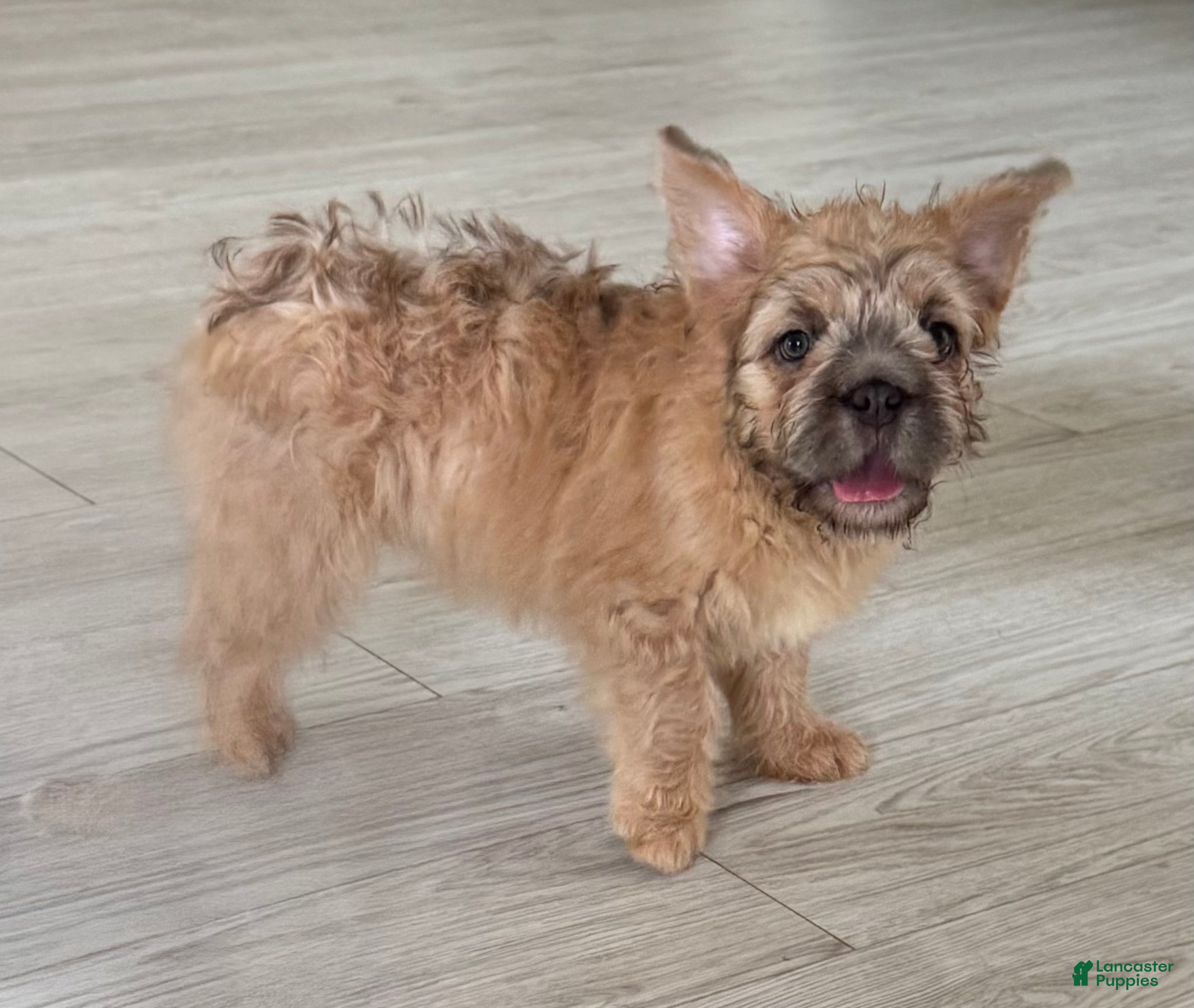 French Bulldog dogs Monie Love - Ad 16