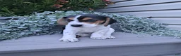 Beagle dogs for sale: ARCHIE - Ad 3