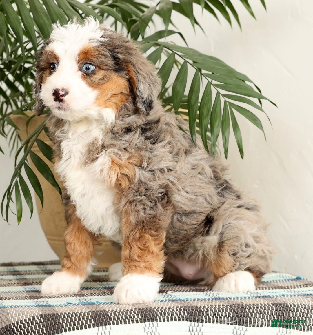 Mini Bernedoodle dogs for sale: Missy - Ad 4
