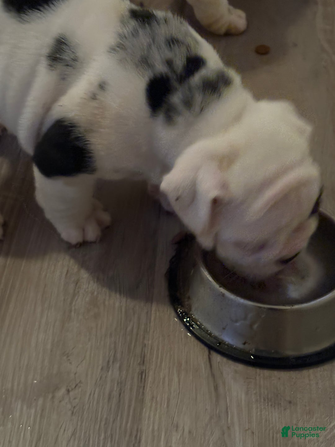 English Bulldog dogs for sale: English Bulldog Puppy 1 - Ad 2