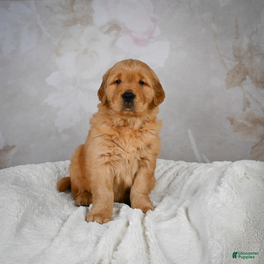 Golden Retriever dogs for sale: Rocky - Ad 8