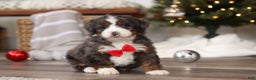 Mini Bernedoodle dogs for sale: Theo - Ad 6