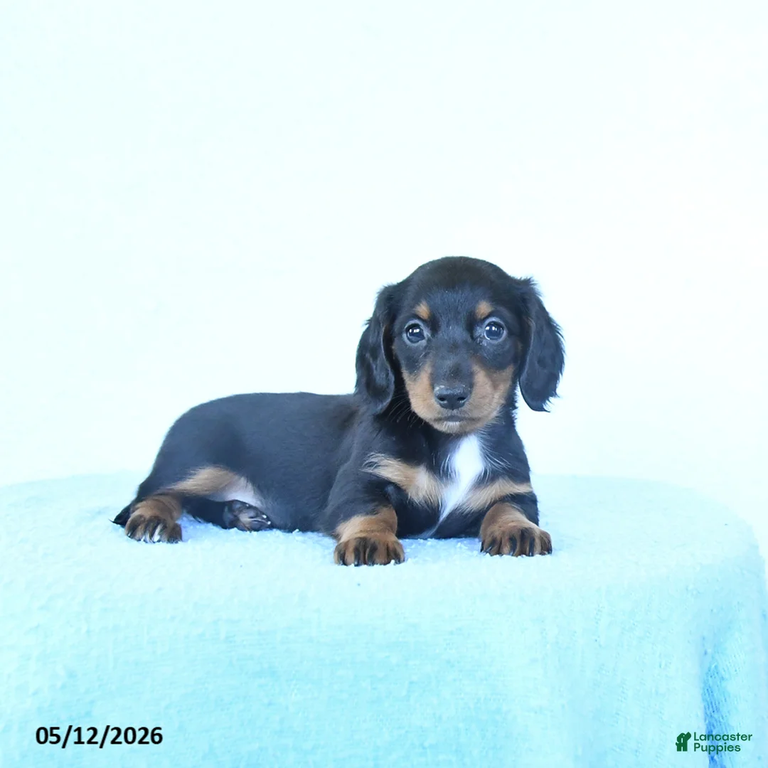 Miniature Dachshund dogs for sale: Sadie - Ad 1
