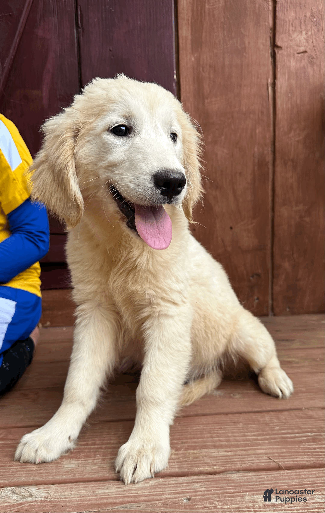 Golden Retriever dogs for sale: AKC Gretel - Ad 10