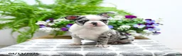 Boston Terrier dogs for sale: Kody - Ad 4