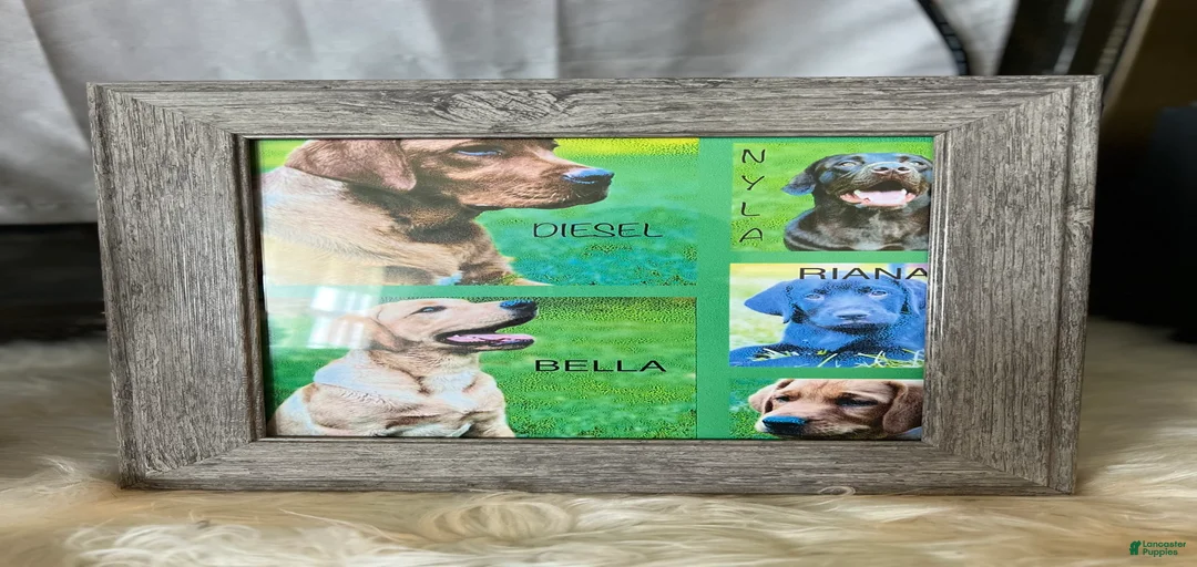 Gallery Image {{count}}