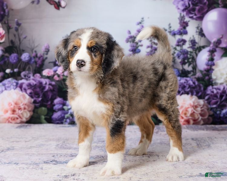 Bernedoodle dogs Lexy - Ad 2
