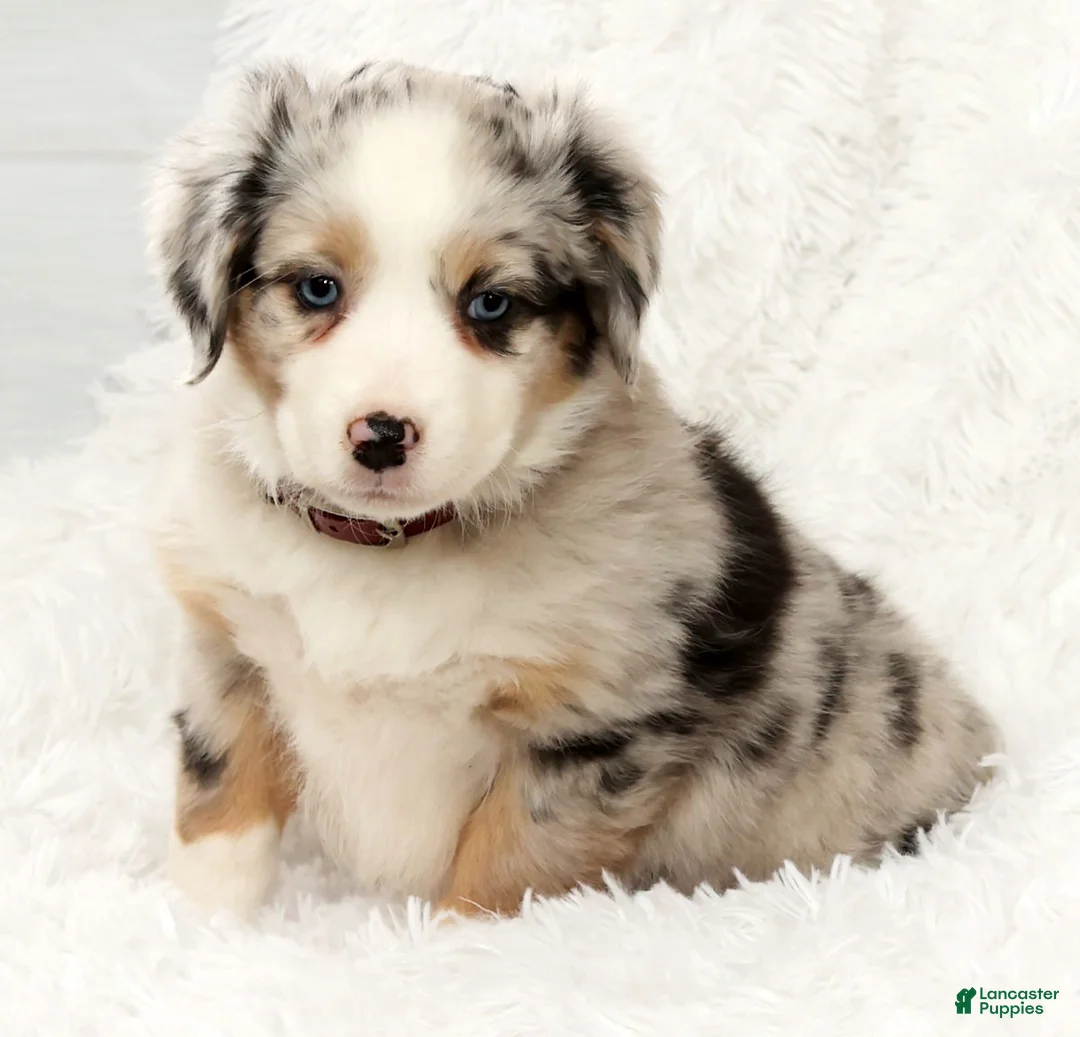 Australian Shepherd dogs for sale: Zoey - Ad 7