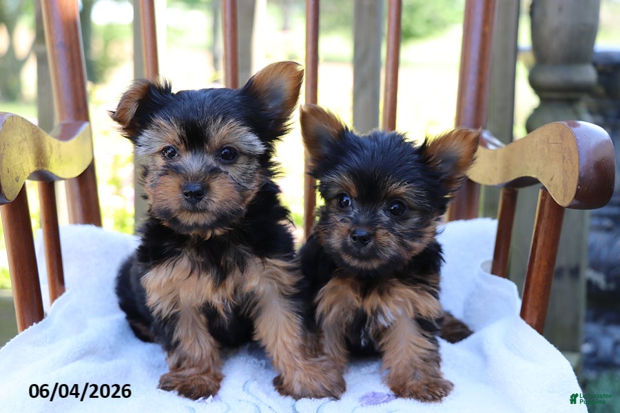 Yorkshire Terrier dogs for sale: Violet - Ad 5