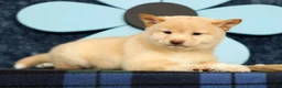 Shiba Inu dogs for sale: Krissy - Ad 4
