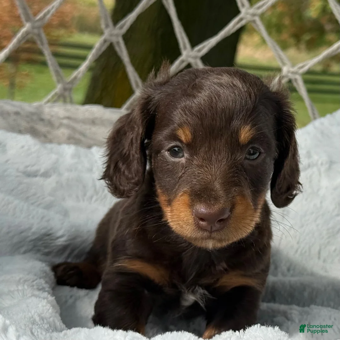 Miniature Dachshund dogs for sale: Bentley - Ad 2