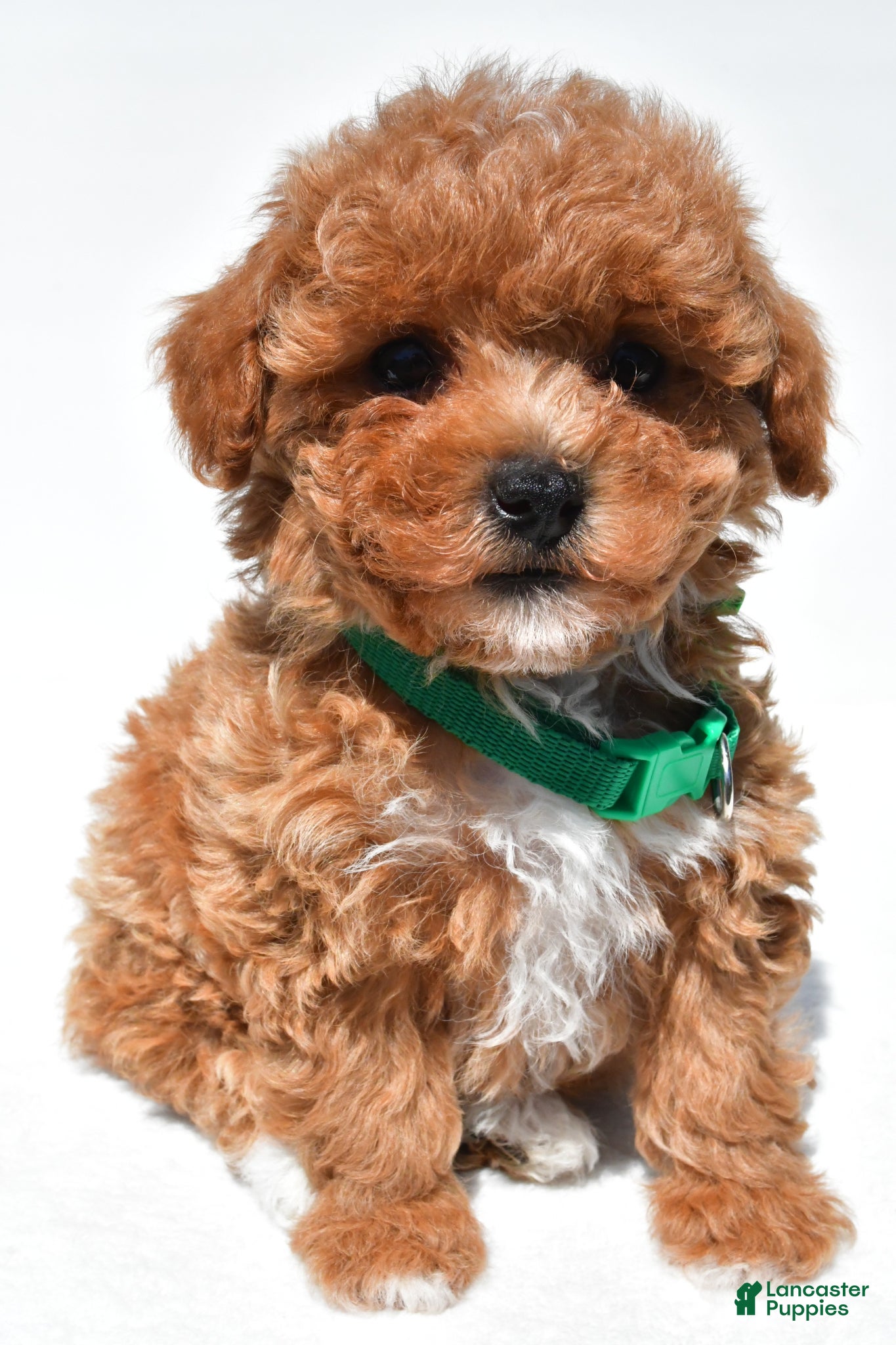 Maltipoo dogs Krissey - Ad 1