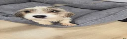 Mixed Breed dogs for sale: Luna Corgi Mixed Small Breed Puppy  - Ad 4