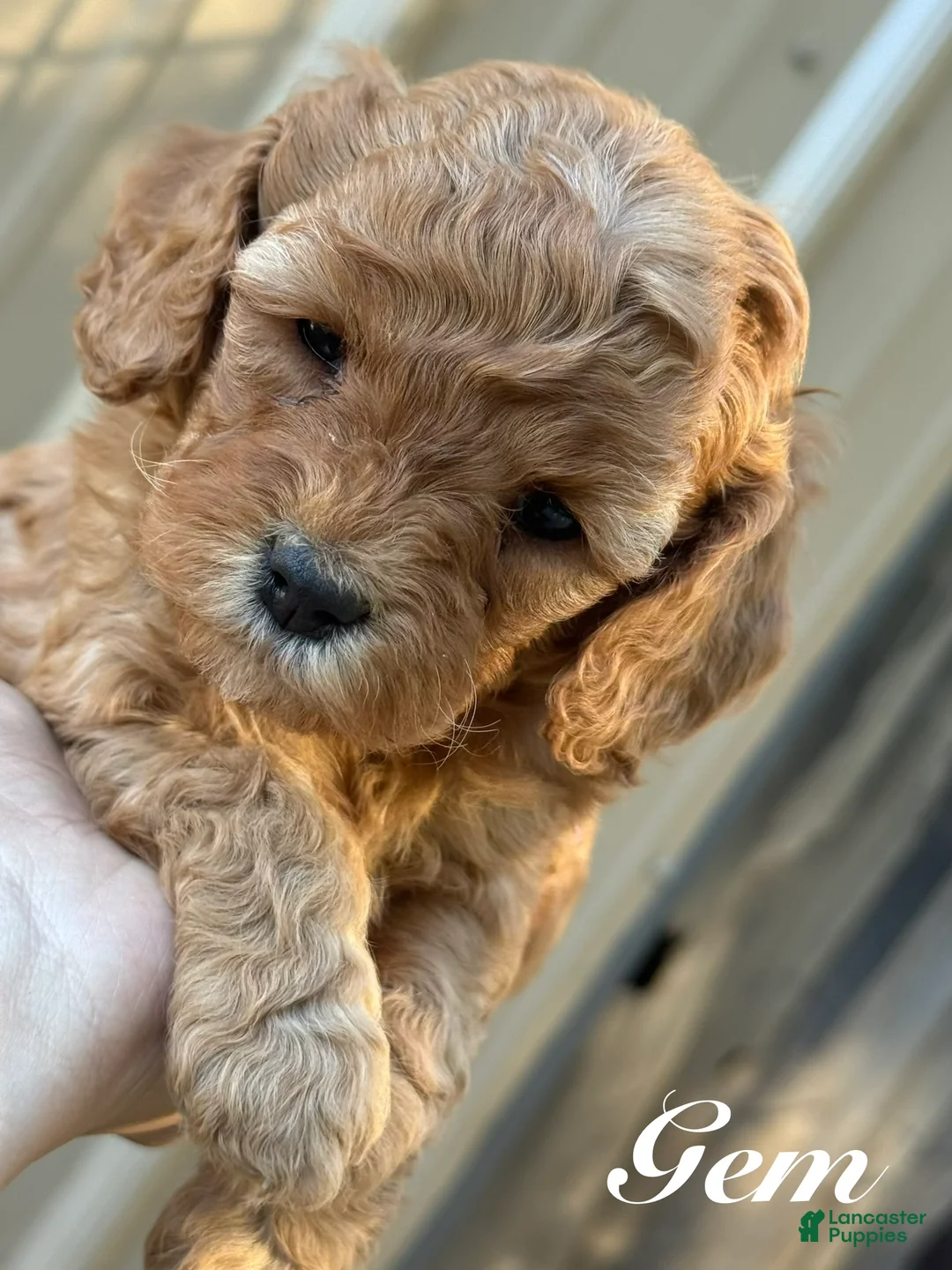 Cavapoo dogs for sale: Gem - Ad 1