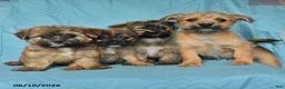 Mixed Breed dogs for sale: Eric - Ad 3