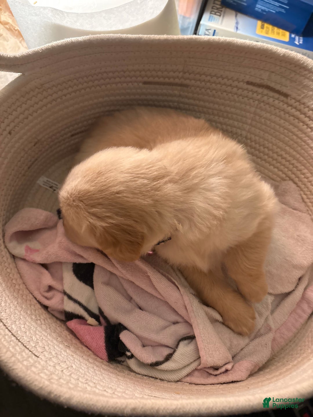 Golden Retriever dogs for sale: Blue - Ad 2