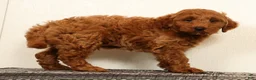 Mini Goldendoodle dogs for sale: Seager - Ad 5