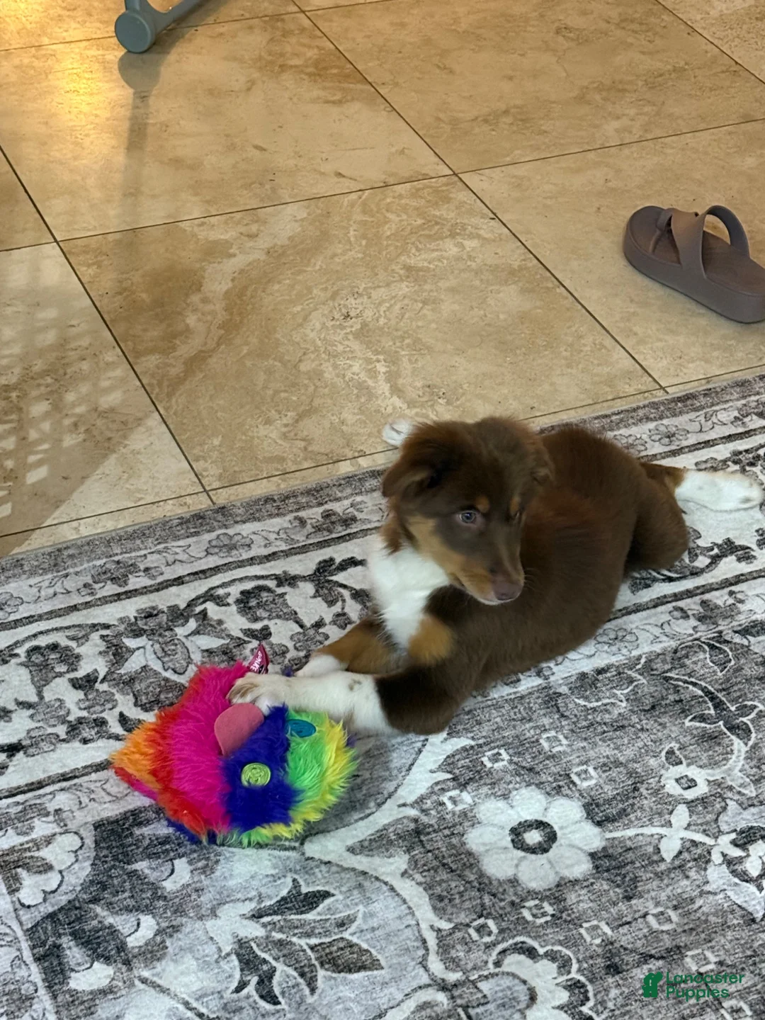 Australian Shepherd dogs for sale: Australian Shepherd 1 - Ad 1