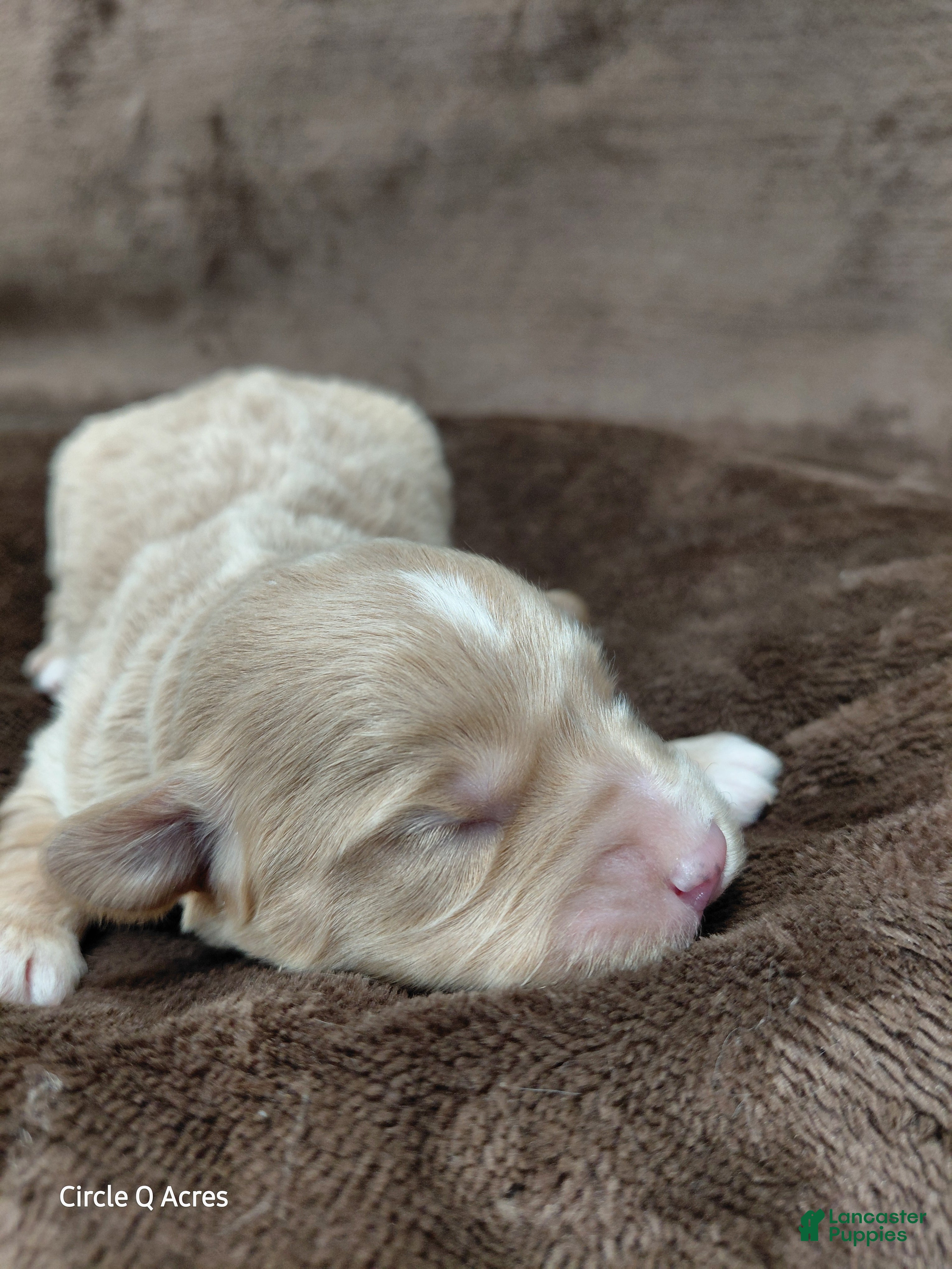 Mini Goldendoodle dogs Eddie - Ad 42