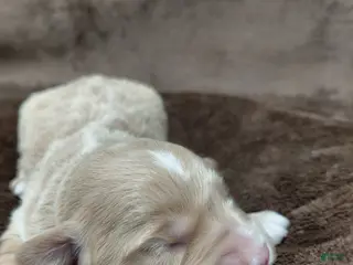 Mini Goldendoodle dogs Eddie - Ad 42