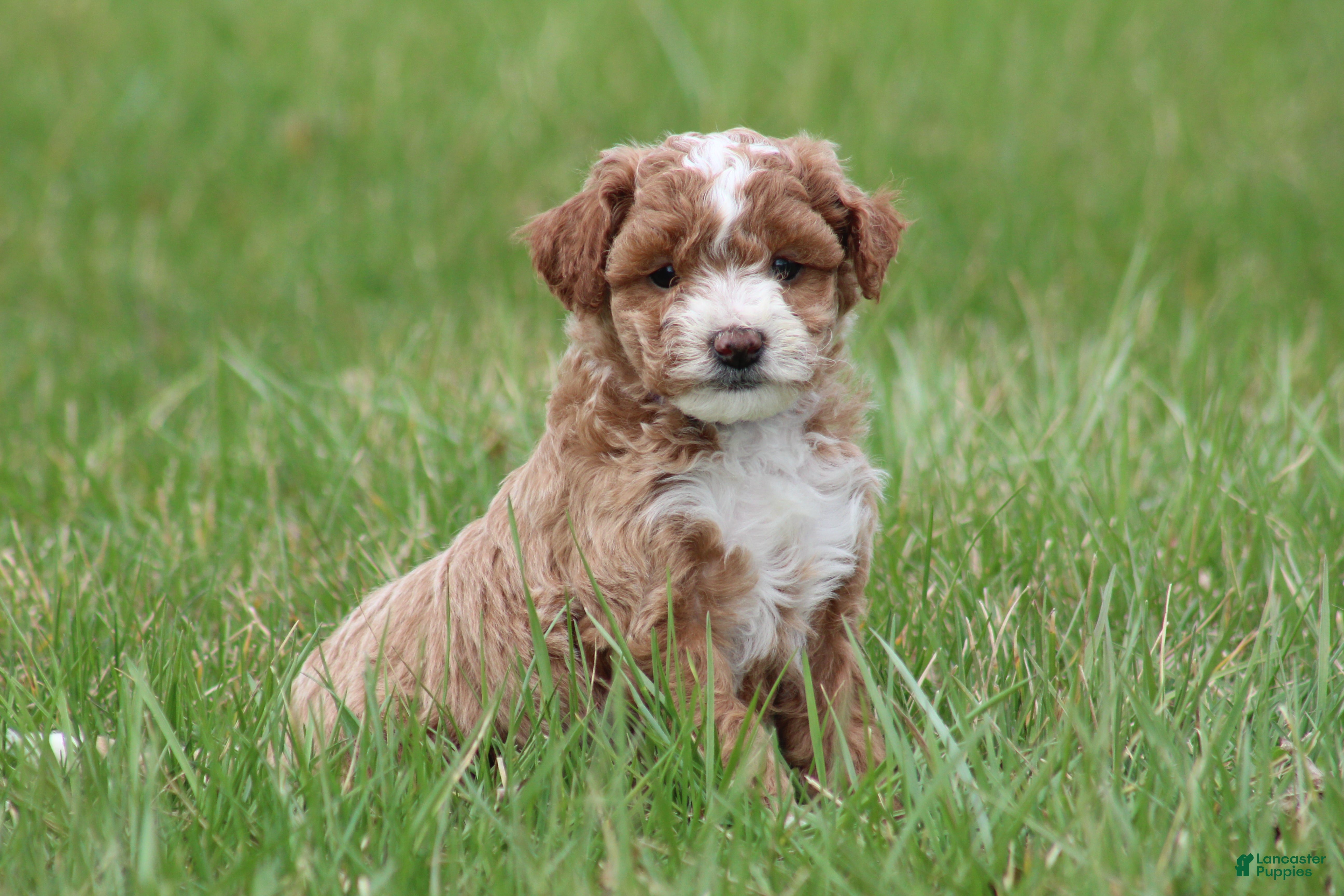 Bichpoo dogs Bailey - Ad 1