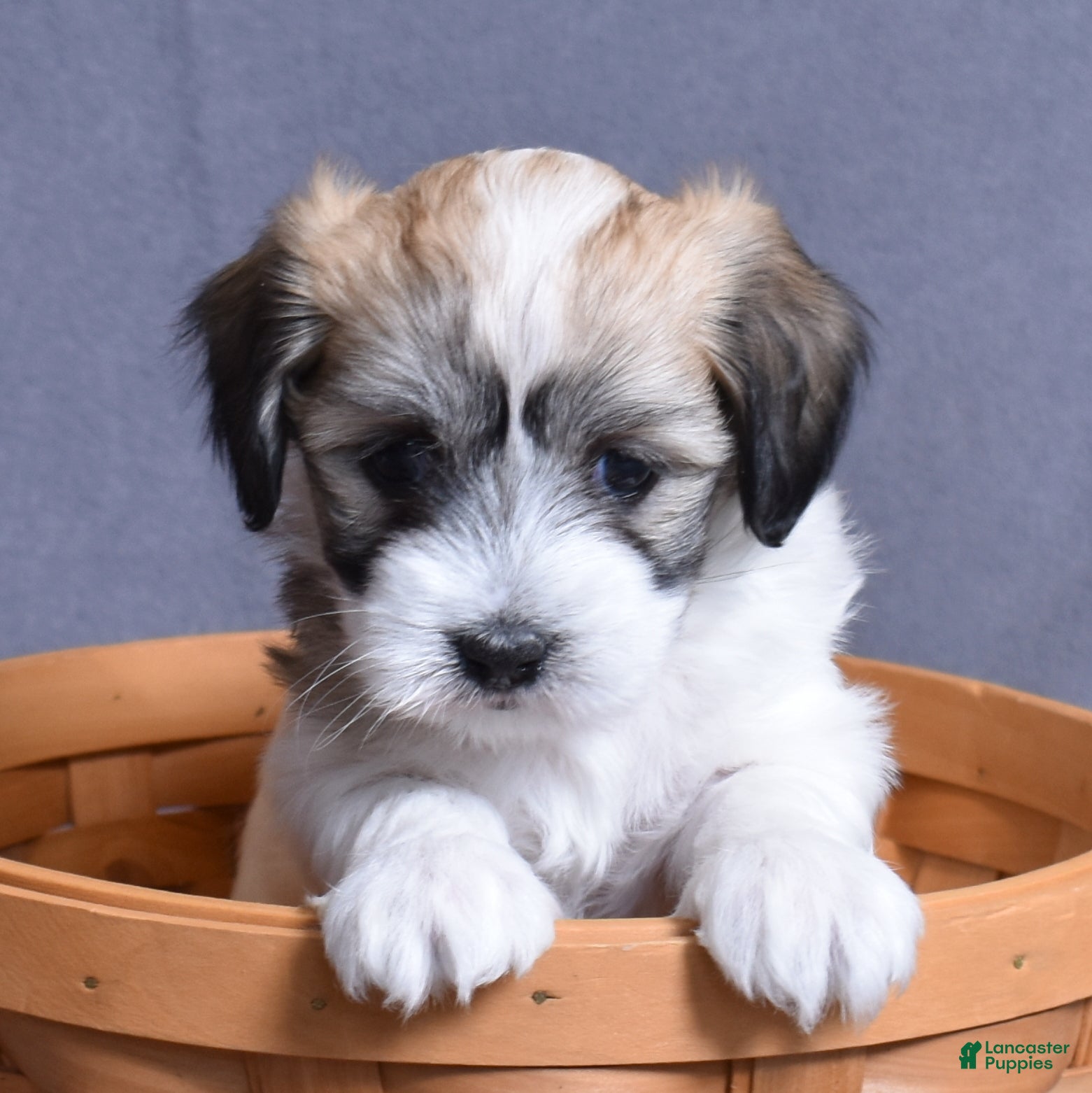 Coton De Tulear dogs Ashley - Ad 2
