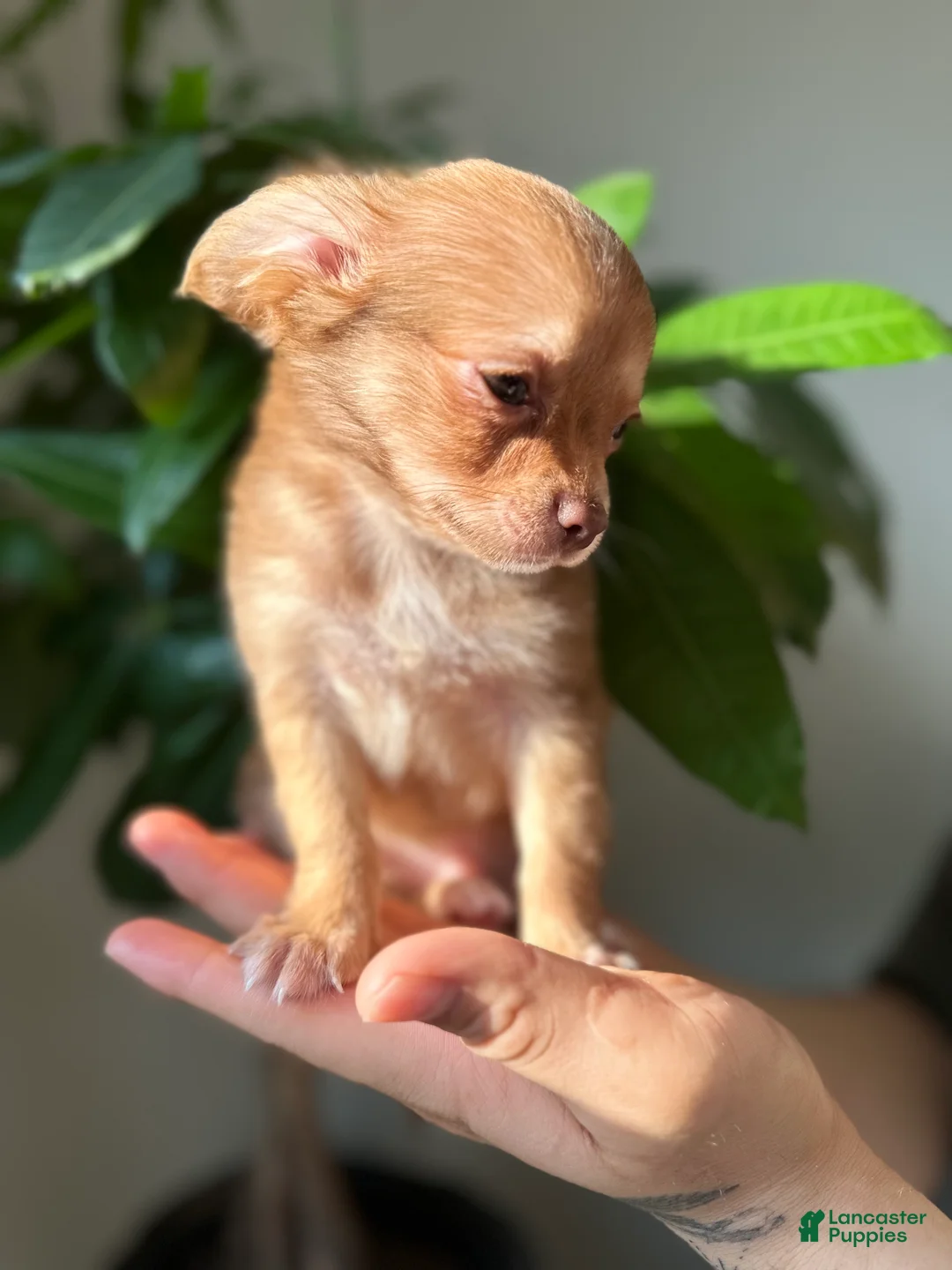 Chihuahua dogs for sale: sam - Ad 2