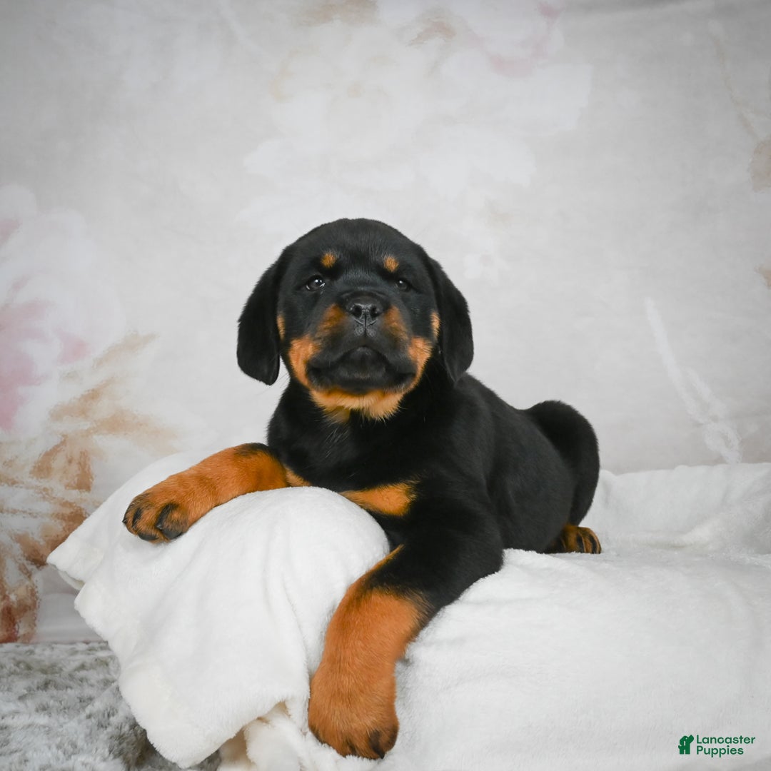 Rottweiler dogs for sale: Kara - Ad 7