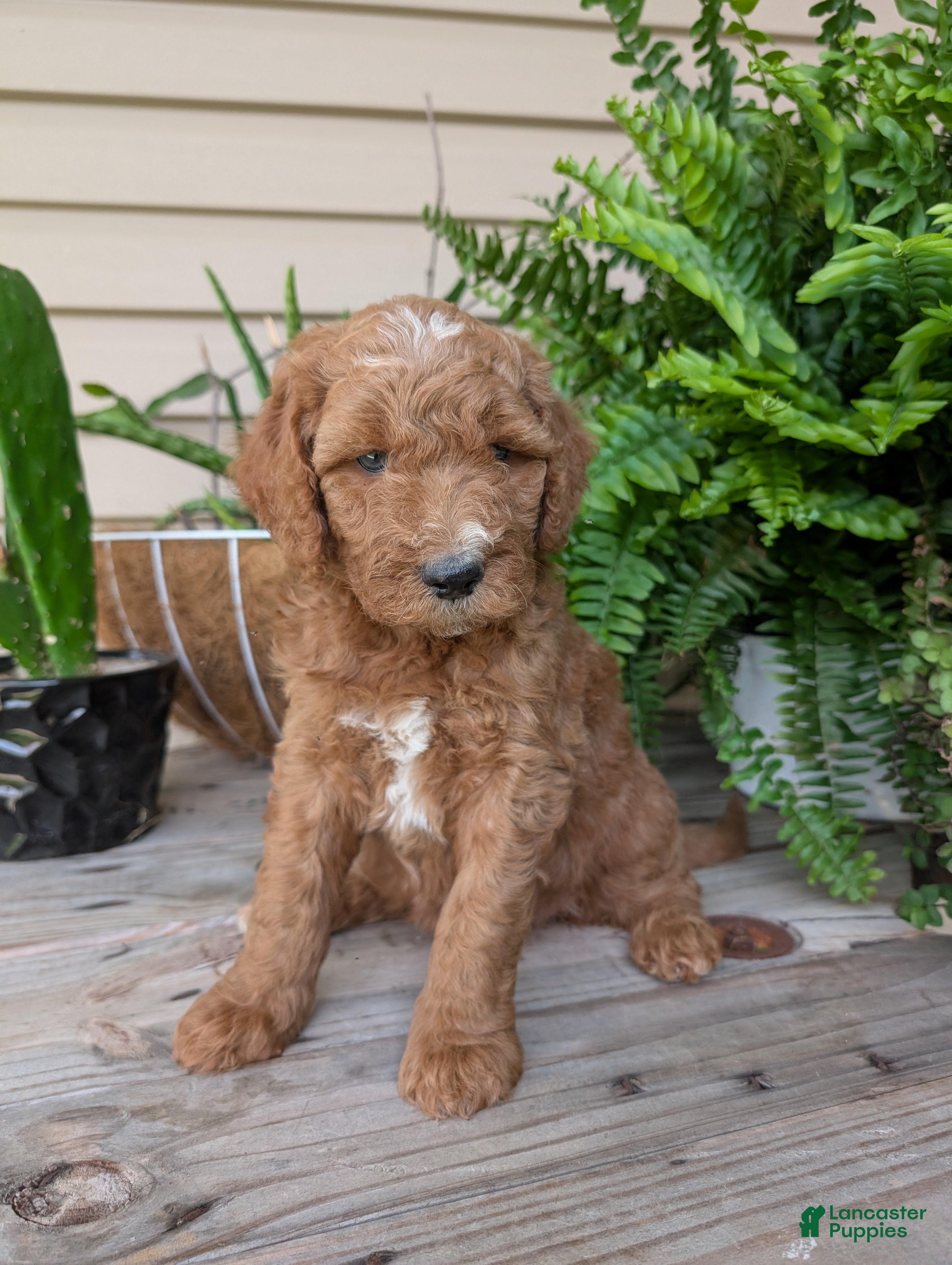 Goldendoodle dogs Lara  - Ad 2