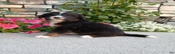 Bernedoodle dogs for sale: Lyle - Ad 3