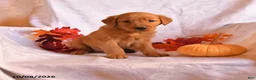 Golden Retriever dogs for sale: Baxter - Ad 1