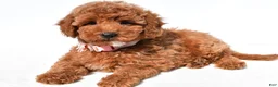 Miniature Poodle dogs for sale: Cloe - Ad 1