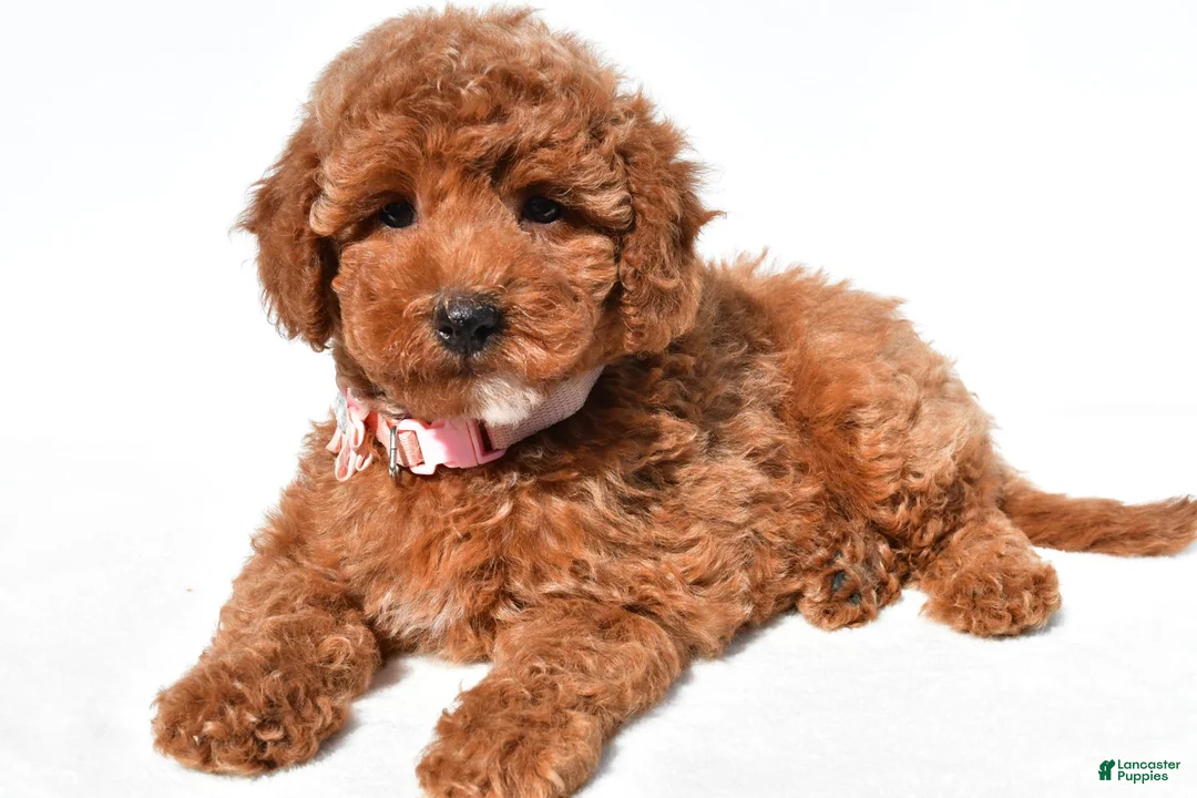 Miniature Poodle dogs for sale: Cloe - Ad 1
