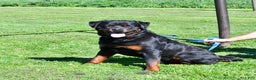 Rottweiler dogs for sale: Sasha - Ad 5