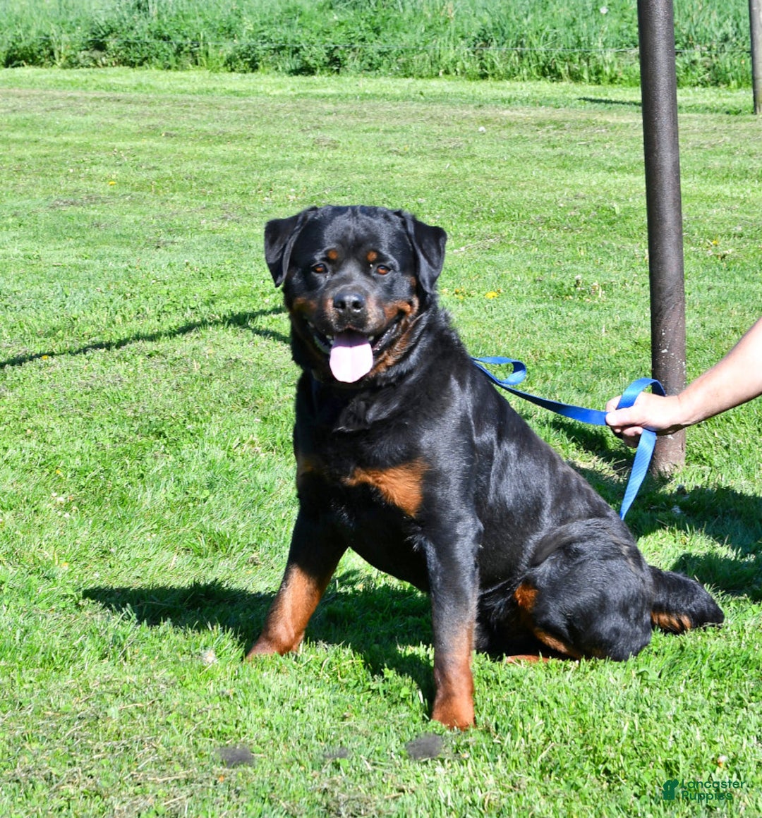 Rottweiler dogs for sale: Sasha - Ad 5