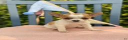 Chihuahua dogs for sale: Honey - Ad 11